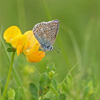 Common Blue 3 